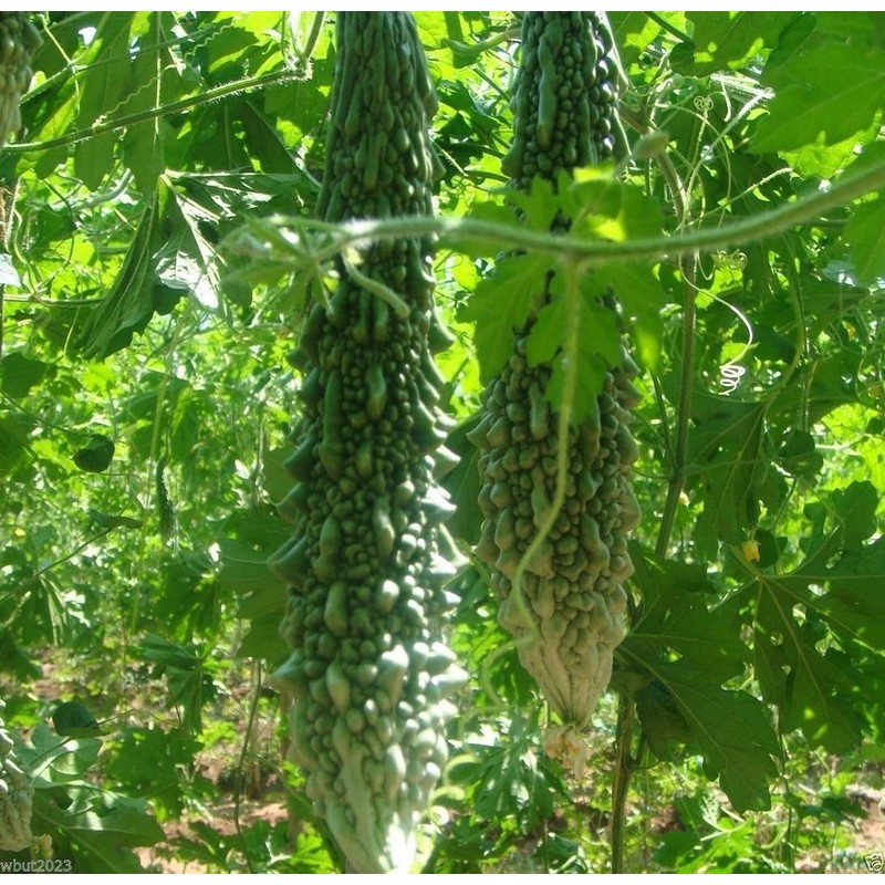 Bitter Gourd Seeds,Japanese Long (Asian vegetable) Harvested young at 10-13"