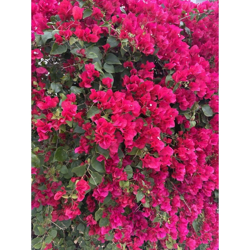 Bloomer bloom fertilizer for plants