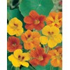 Johnsons 15147 Flower Seeds, Nasturtium Tom Thumb Mixed