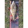 Major Fish Fish Measuring Tape Perch Ruler 65 cm x