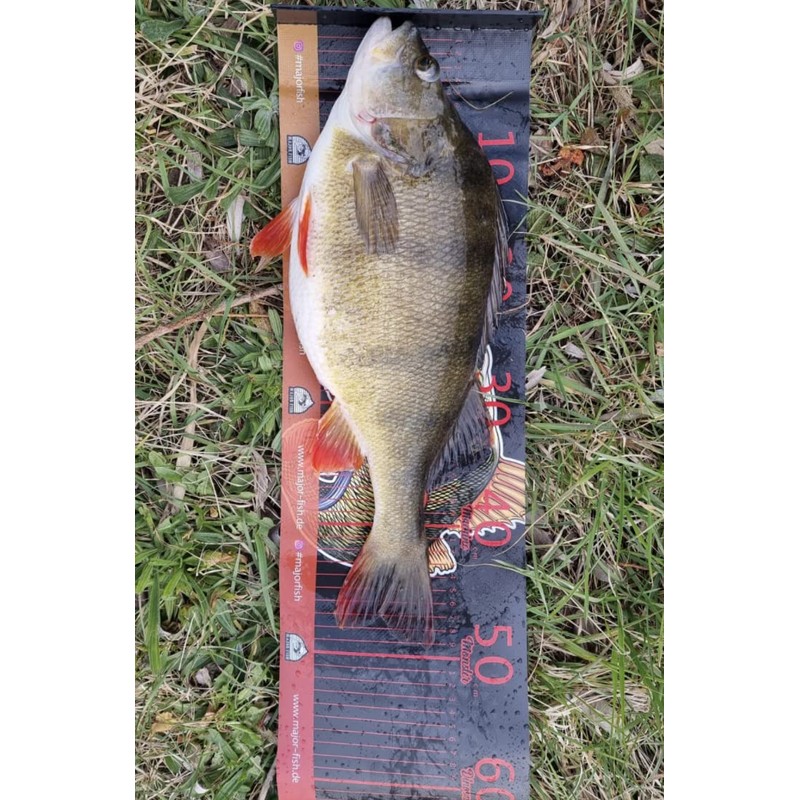 Major Fish Fish Measuring Tape Perch Ruler 65 cm x