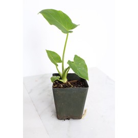 Generic Mini Philodendron Selloum Hope Starter Live Plant Fairy Garden Tree Tropical Houseplant Gift Indoor Plant Low Maintenance Easy Care Plant, Green
