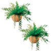 Mysterious Air Fern, Set of 2 – Water & Soil