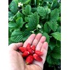 Alpine Wild Strawberry Deese des Valles Runless remontant 100+ Seeds