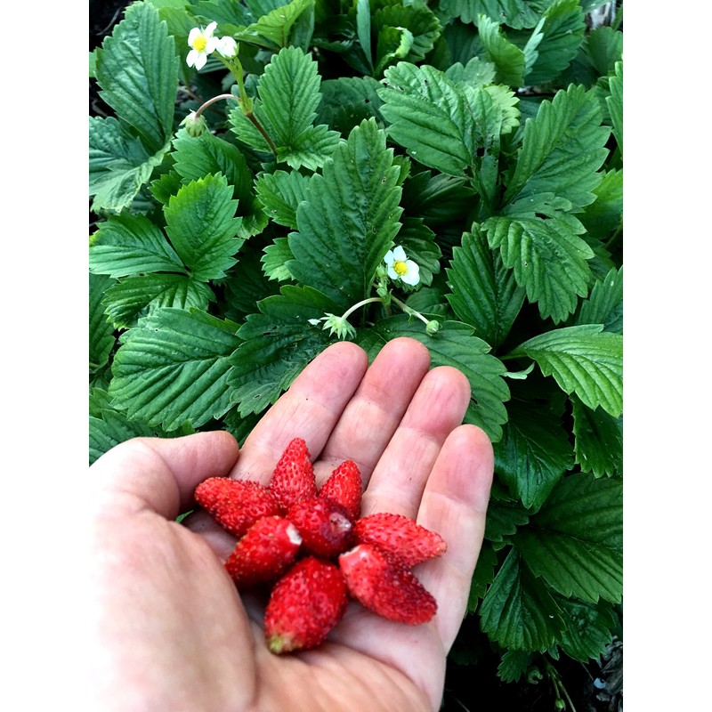 Alpine Wild Strawberry Deese des Valles Runless remontant 100+ Seeds