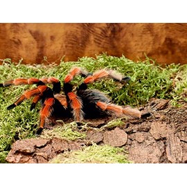 CALVENDO Jigsaw Puzzle Tarantula 1000 Pieces Puzzle Landscape 1000 Pieces Laying Size 64 x 48 cm Photo Puzzle for Happy Hours