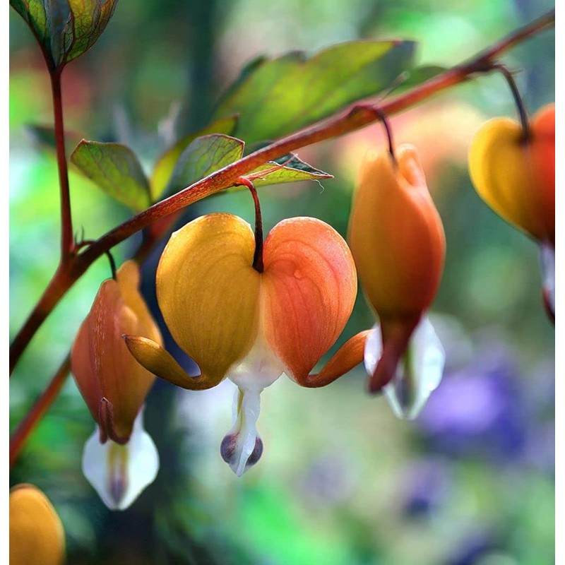 20 + Seeds Mixed Bleeding Heart Seeds Dicentra Spectabilis Shade