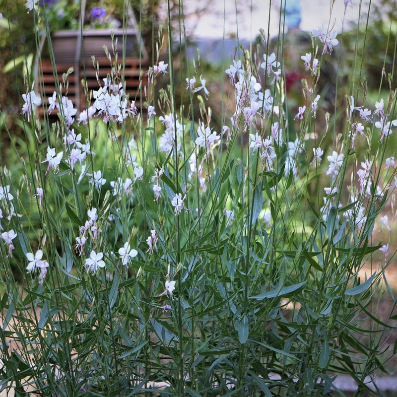 Outsidepride Gaura - 200 Seeds