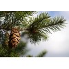 The Jonsteen Company Douglas-fir | Small Tree Seedling | The