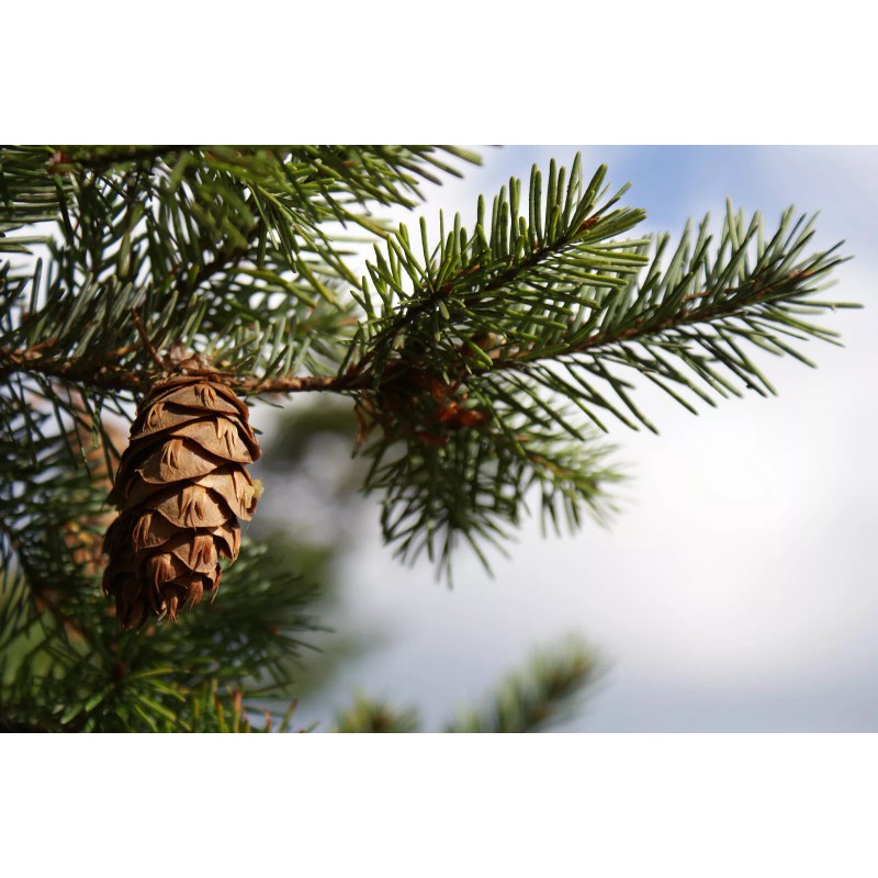 The Jonsteen Company Douglas-fir | Small Tree Seedling | The