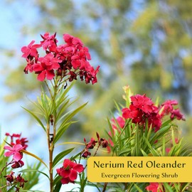 12 Nerium Red Oleander in 2.5” Nursery Cubes (Nerium Oleander ‘Jannoch’) | Red-Flowering Evergreen Shrub or Small Tree for Hedges, Privacy Screens, and Containers | Ready-to-Plant Live Starter Plants