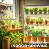 Barrina TX-S60 4FT Grow Light for Indoor Plants, 240W(4 x