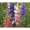 1000 Delphinium Rocket Larkspur Seeds Giant Imperial Mix - Premium