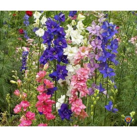 1000 Delphinium Rocket Larkspur Seeds Giant Imperial Mix - Premium Non-GMO, Open Pollinated, US Grown Seed, Always Fresh!