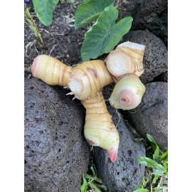 Manoa Valley Roots 2 Fresh Thai Ginger Roots Galangal Hawaii Grown Rhizomes Spicy Asian Organic