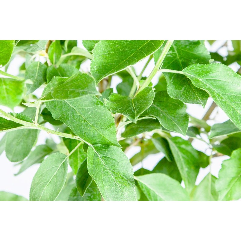 RED Delicious Apple Tree - Size: 3-4 ft, Live Plant,