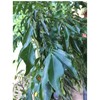 Organic Whole Air Dried Curry Leaves 0.3 oz ( 10