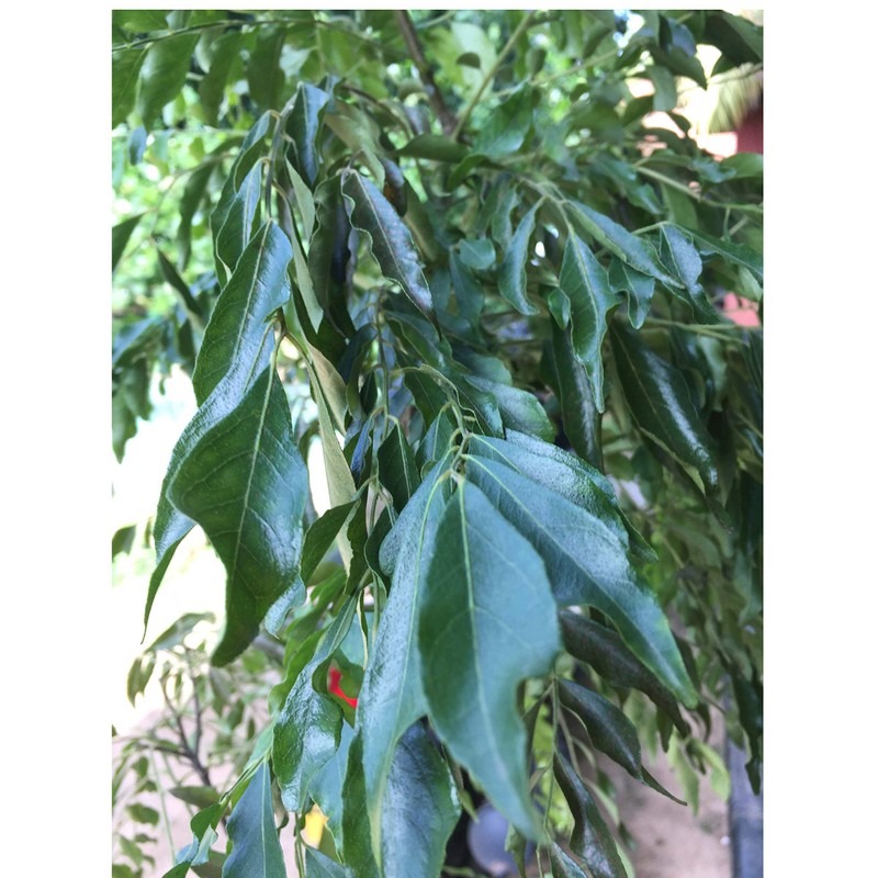 Organic Whole Air Dried Curry Leaves 0.3 oz ( 10