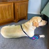 Sharkwill Dog Elbow Wraps Knee Protector Pads Elbow Callus Treatment