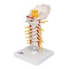 3B Scientific Cervical Spinal Column by 3B Scientific