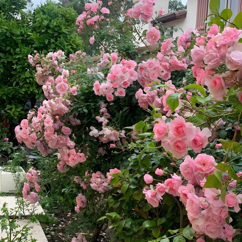 800 Climbing Rose & 200 Jasmine Seeds – Lush, Scented