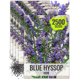 Seed Needs Hyssop Seeds for Planting Blue Hyssop Herbs - Non-GMO Heirloom & Untreated Hyssopus officinalis Seed to Plant an Indoor/Outdoor Medicinal Herb Garden (5 Packs)