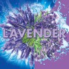 Soft Scrub 4-In-1 Rim Hanger Toilet Bowl Cleaner, Lavender, 2