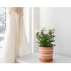 D'vine Dev Set of 2 Terracotta Pots, 4 Inch &