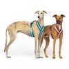 Reflective Anti-Pull Harness in "Y" Shape: Ideal for Lebreles: Italian