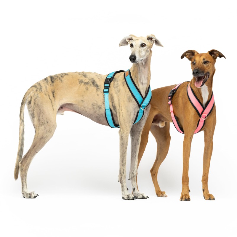 Reflective Anti-Pull Harness in "Y" Shape: Ideal for Lebreles: Italian