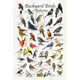 Where's Wildlife Backyard Birds of Alabama Bird Identification Poster (8" x 12")