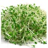Todd's Seeds - (3-Pack) Chemical Free Alfalfa Sprout Seeds -1