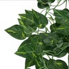 Ooki Green Pothos Plant Devil's Ivy Hanging Bush Home Wedding