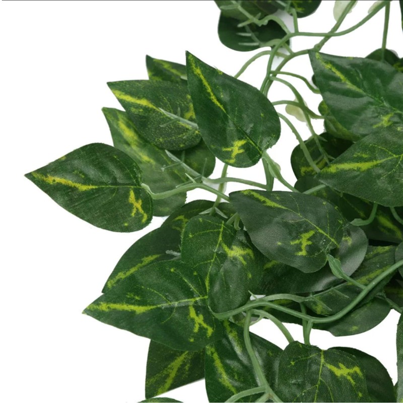 Ooki Green Pothos Plant Devil's Ivy Hanging Bush Home Wedding