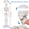 breesky Human Heart Torso and Skeleton 3D Model Study Tools