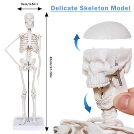 breesky Human Heart Torso and Skeleton 3D Model Study Tools for Anatomy and Physiology Students - Set of Three Human Anatomy Models - Sciences Learning Kit for Kids