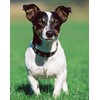 Dog Tag Clips Penta Angel 4Pcs Pet ID Name Tag