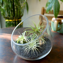 5 Inch Thick Slanted Glass Bowl Terrarium DIY Kit with Black Sand and 3 Live Tillandsia Ionantha Air Plants - Indoor House Plants for Home and Office Decor