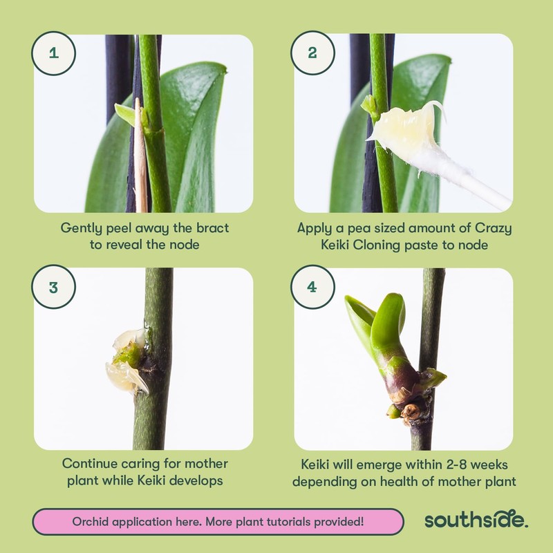 Keiki Cloning Paste by Southside Plants – Nutrient-Rich Paste for