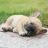 French Bulldog Statue Dog Figurine Resin Ornament for Outdoor or