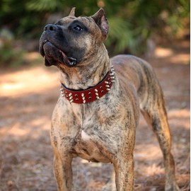 BlazingPaws® Sabrington 2 inch Wide Luxury Spike Leather Dog Collar for Large Dogs with Screw-on Spikes in Premium Cherry Bridle Leather and Soft Suede Leather Padding (Neck Size:19-22 Inches, Cherry)