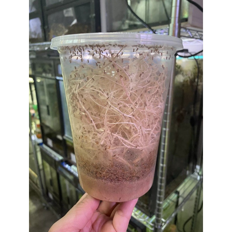 Homemade Fruit Fly Media Culture Kit (MAKES 5 CULTURES) Free