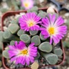 Fairy Elephant's Feet - Frithia Pulchra Cacti Cactus Succulent Real