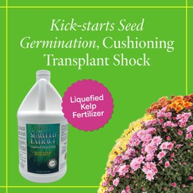Grow More Liquified Seaweed Extract Fertilizer for Plants - 1 Gallon of Liquefied Natural Liquid Kelp Fertilizer - 11% Organic Kelp Plant Food for Transplant Protection & Root Development