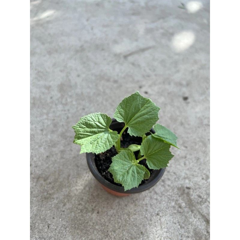 BitterMelon Plant Starter Plant 5” With Pot Ready To Plant