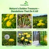 Outsidepride Dandelion Seeds for Planting - 10,000 Seeds Perennial, Easy