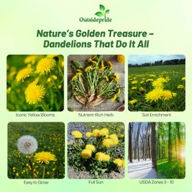 Outsidepride Dandelion Seeds for Planting - 10,000 Seeds Perennial, Easy to Grow & Drought Tolerant, Taraxacum Officinale Herb Seeds with Yellow Blooms for Edible Landscaping & Wildlife Attraction