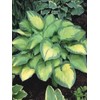 Perennial Farm Hosta X 'Paul's Glory' – Live Shade-Loving Plantain