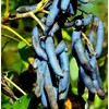 Blue Sausage Fruit Tree Seeds - Edible & Ornamental Shrub