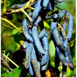 Blue Sausage Fruit Tree Seeds - Edible & Ornamental Shrub (Decaisnea fargesii) - Hardy - 5 Seeds